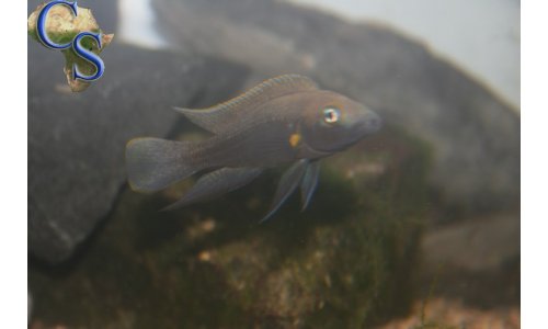 Neolamprologus nigriventris